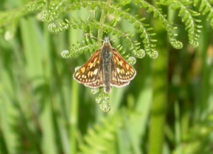 Chequered Skipper Butterfly